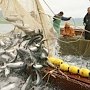 В Крыму снизился вылов рыбы