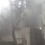Крымские спасатели ликвидировали пожар в жилом доме пгт. Гаспра