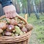 За два месяца в Крыму 15 человек отравились грибами, из них один ребёнок