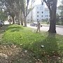 Коммунальщики Симферополя с начала недели выкосили 30 тыс квадратных метров сорняков