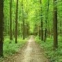 Севастопольские леса закрыли для визиты