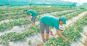Как выращивают фрукты и овощи в Крыму