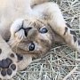 Маленькие львята из Бахчисарайского зоопарка безопасны, — директор зоопарка