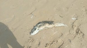 Специалисты выясняют причины массовой гибели найденных на азовском побережье Крыма осетров и дельфинов