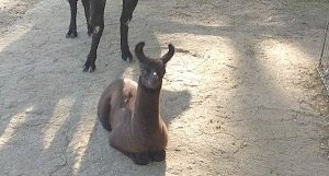 Лама-лама по кличке Ёлка из Бахчисарайского парка во второй раз принесла потомство