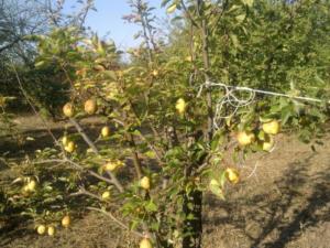 В Крыму бесплатно дают земельные участки для ведения садоводства