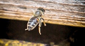 Учёные КФУ выведут новую линию миролюбивой и особо продуктивной пчелы