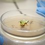 Учёные КФУ разрабатывают технологию микроклонального размножения кактусов