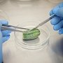 Учёные КФУ разрабатывают инновационную технологию размножения кактусов