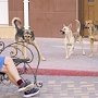 Бездомных собак начинают стерилизовать в Первомайском районе