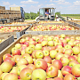 Как в Крыму собирают небывалый урожай персиков и яблок
