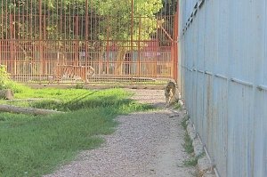 Полугодовалая амурская тигрица поселилась в симферопольском зооуголке