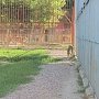 Полугодовалая амурская тигрица поселилась в симферопольском зооуголке