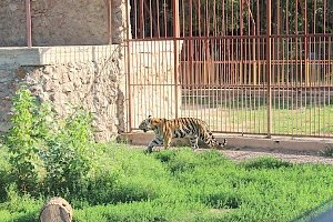 В симферопольском зооуголке у амурского тигра Мурзика появилась невеста