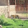В симферопольском зооуголке у амурского тигра Мурзика появилась невеста