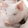 Поросячий визг: В Черноморском районе незаконно перевозили свиней без документов
