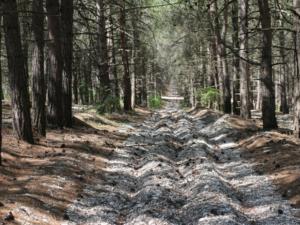 В Крыму проведут инвентаризацию земель населённых пунктов, граничащих с лесными массивами
