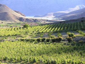 На территории Крыма существенно увеличилась площадь виноградников