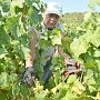«Массандра» планирует собрать в этом году 15 тысяч тонн винограда