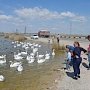 Рядом с озером Сасык, где обитают дикие лебеди, ввели особый режим патрулирования
