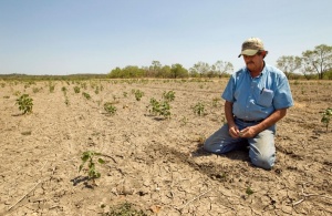 Аграрии Крыма потеряли 4 миллиарда из-за засухи