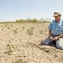 Аграрии Крыма потеряли 4 миллиарда из-за засухи