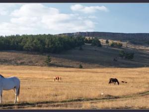На плато Ай-Петри навоз, голодные верблюды и нелегальные перевозчики