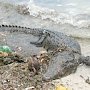 Мёртвый крокодил на ялтинском пляже: Из нашего крокодиляриума рептилии не сбегали, — директор