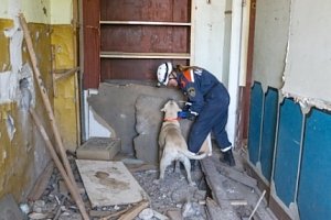 В Волгоградской области продолжаются региональные сертификационные испытания кинологических расчётов МЧС России