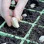 Как правильно посадить чеснок