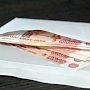 Севастопольскому предприятию пришлось заплатить полсотни штрафов за нарушение ПДД