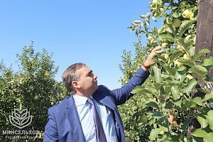 Красногвардейский район – лидер по сбору урожая яблок в Крыму