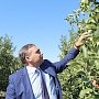 Красногвардейский район – лидер по сбору урожая яблок в Крыму