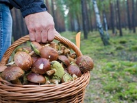 Спасатели нашли заблудившегося грибника рядом с сафари-парком «Тайган»