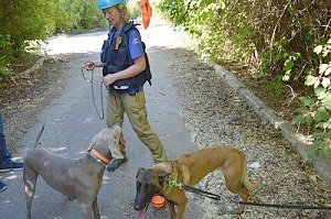 Собаки-спасаки искали в Крыму людей под завалами