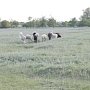 Более одного миллиона га земли обрабатывают все сельскохозяйственные организации Крыма, — Росстат