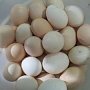 В детсаду в Курском куриные яйца хранили с нарушением температуры