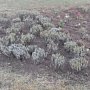 150 кустов многолетней лаванды высадили в столице Крыма