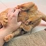 Как играть с котами, чтобы не быть исцарапанным