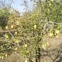 Минимущество Крыма спишет 62,8 га старых яблоневых садов Крыма