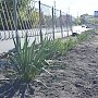 В крымской столице высадили 130 кустов юкки