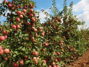 В Крыму собрали 76 тысяч тонн яблок и 52 тысячи тонн винограда, — Рюмшин