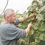 Как выращивают киви в Крыму