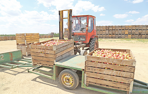 В Крыму ждут один из самых высоких урожаев яблок за последние десять лет