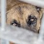 В трёх крымских селах зафиксированы очаги бешенства животных в октябре