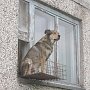 «Наши дворы планируются не для гуляний»: в Симферополе утвердили Правила содержания домашних животных