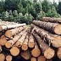 Минимущества принимает заявки на покупку древесины