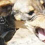 В Крыму зарегистрированы новые случаи бешенства волков и собак