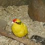 Непоседливые попугаи какарики поселились в Алуште