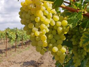 Выдающийся урожай винограда удалось собрать «Массандре»
